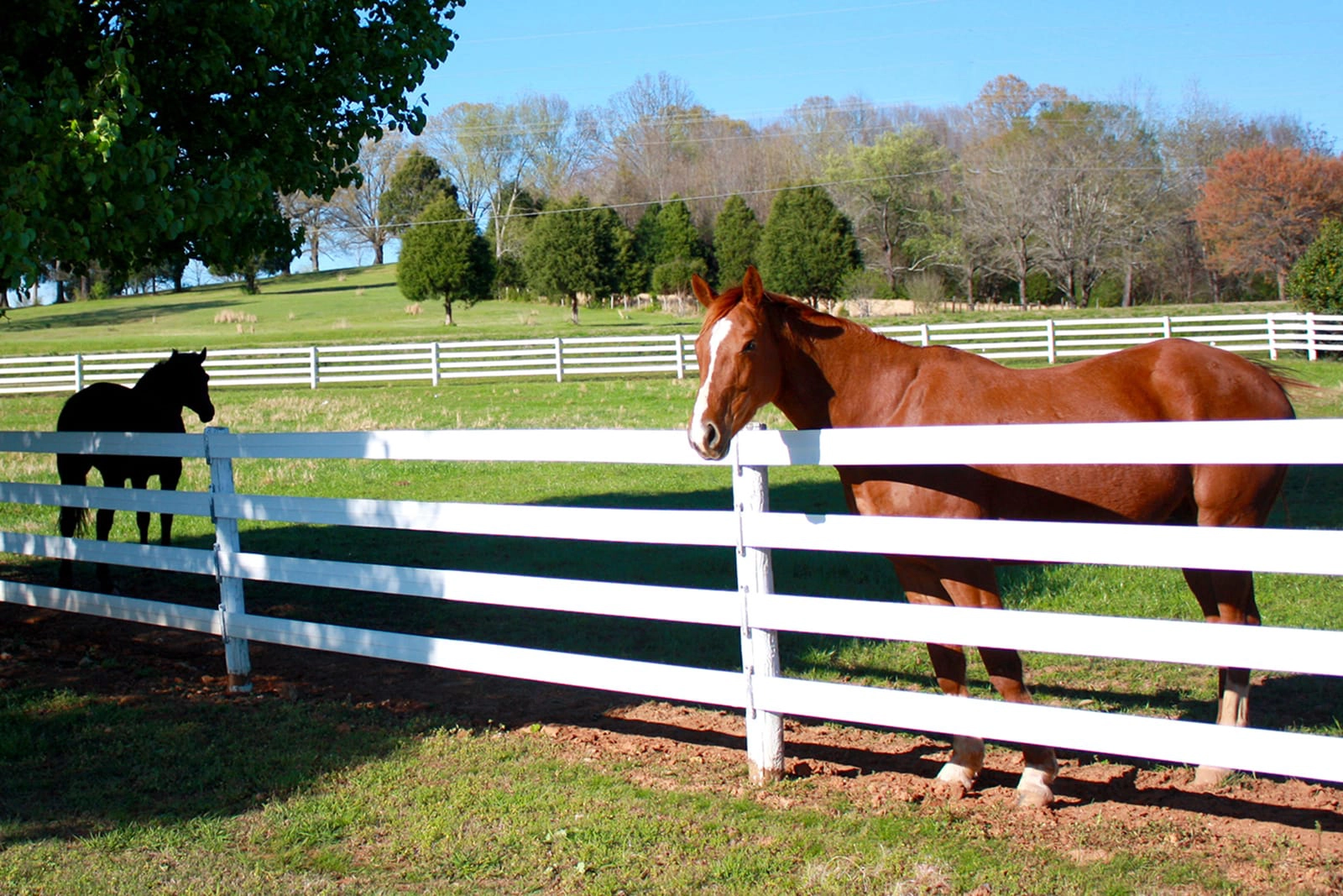 resting horse behind white fences- Stock and Noble