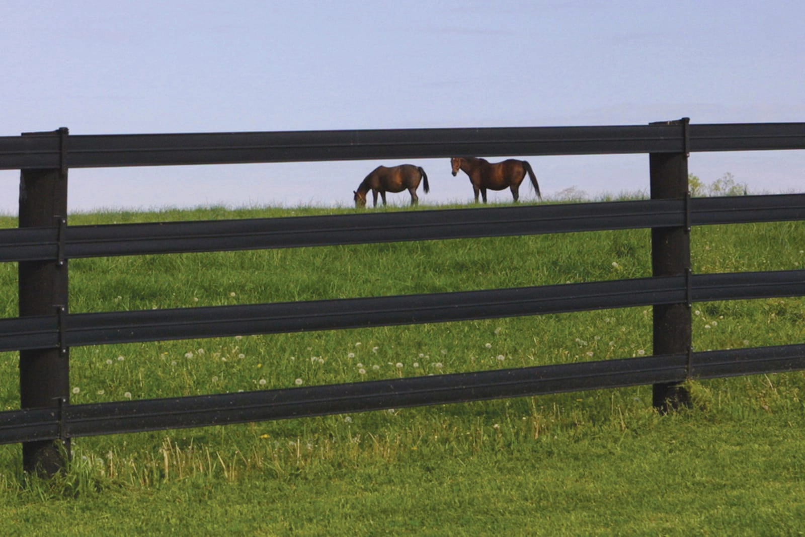 Horses behind black fences - Stock and Noble