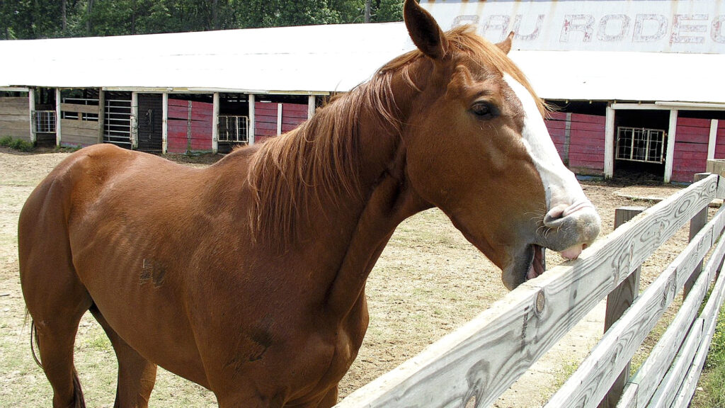 Horse damaging the fence- Stock and Noble