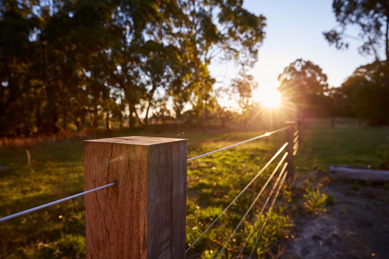 Sunrise Shine on Fence - Stock and Noble