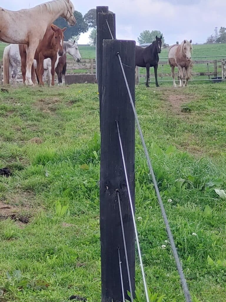 Horse sighter wire