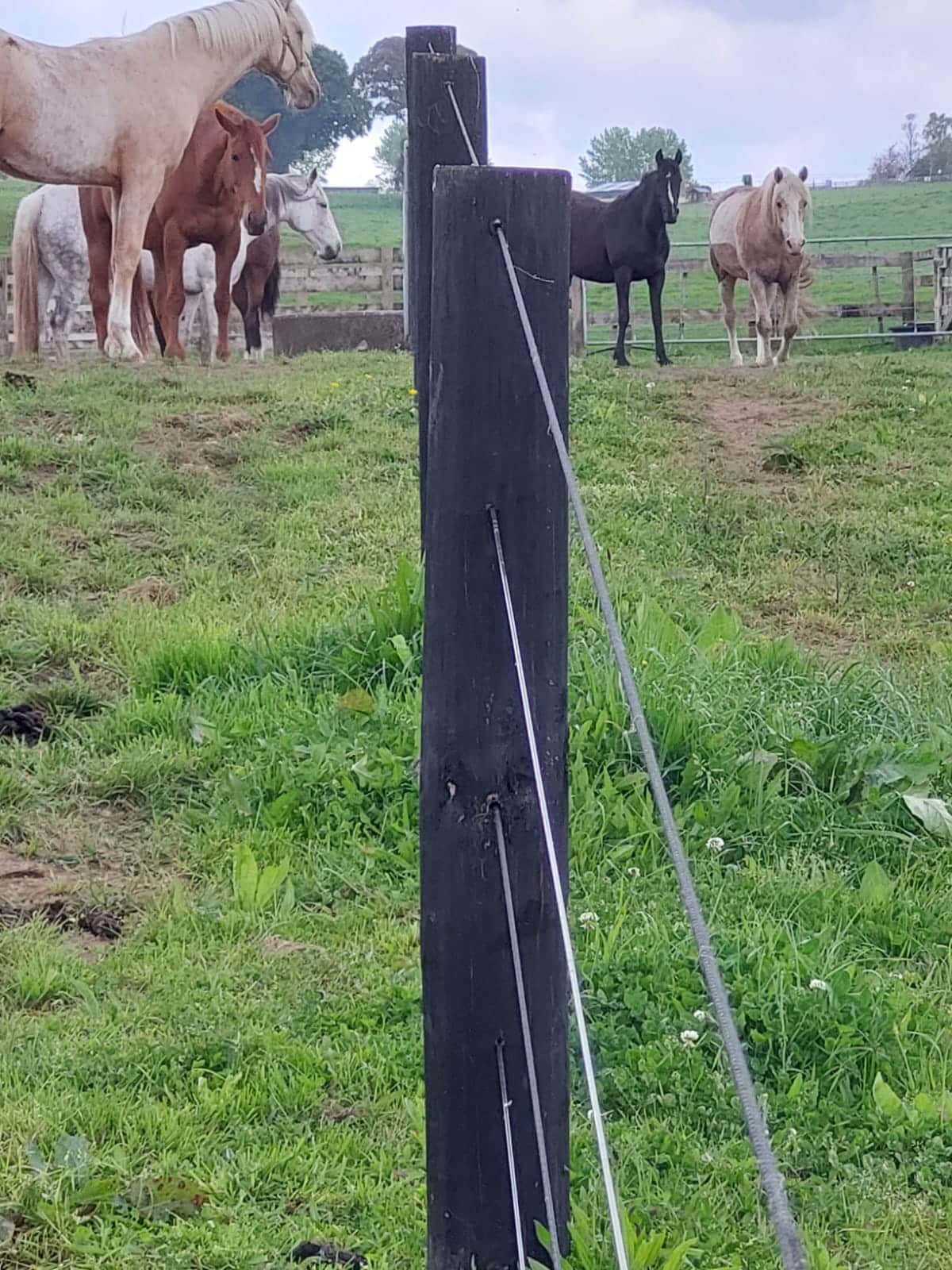 Horse sighter wire