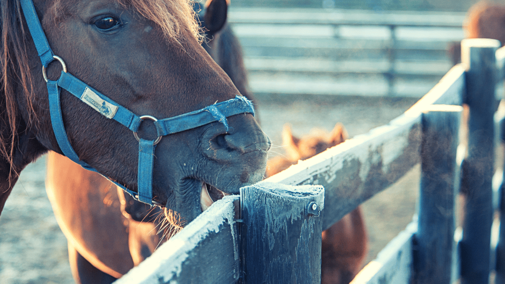 horse cribbing solution