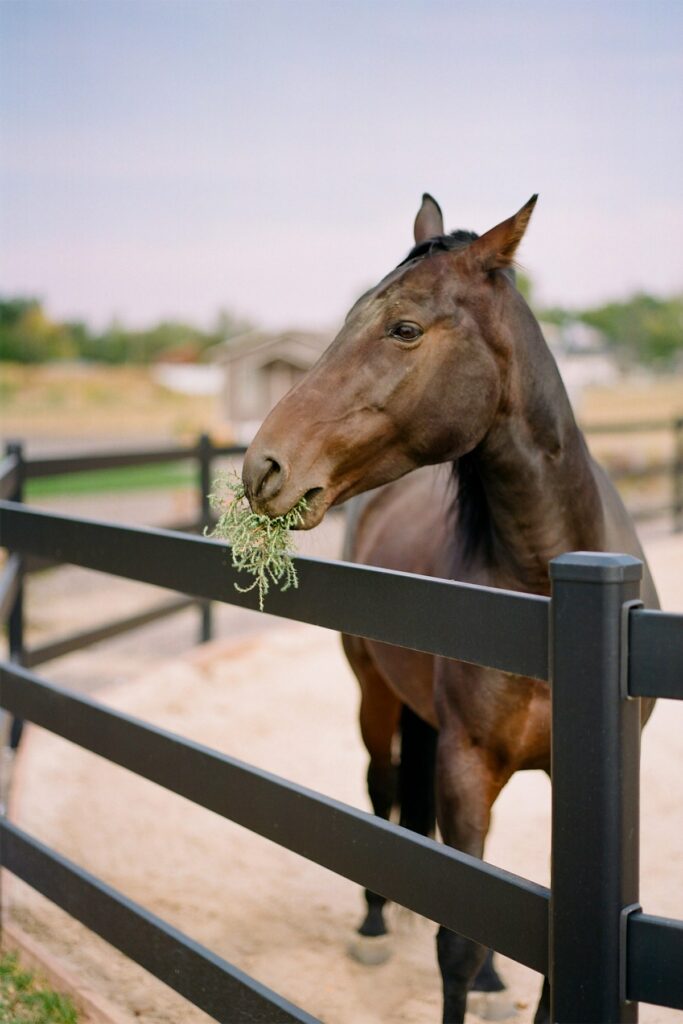Premium steel post and rail fencing - 3 Rail- black steel fence - stallion - horse fencing