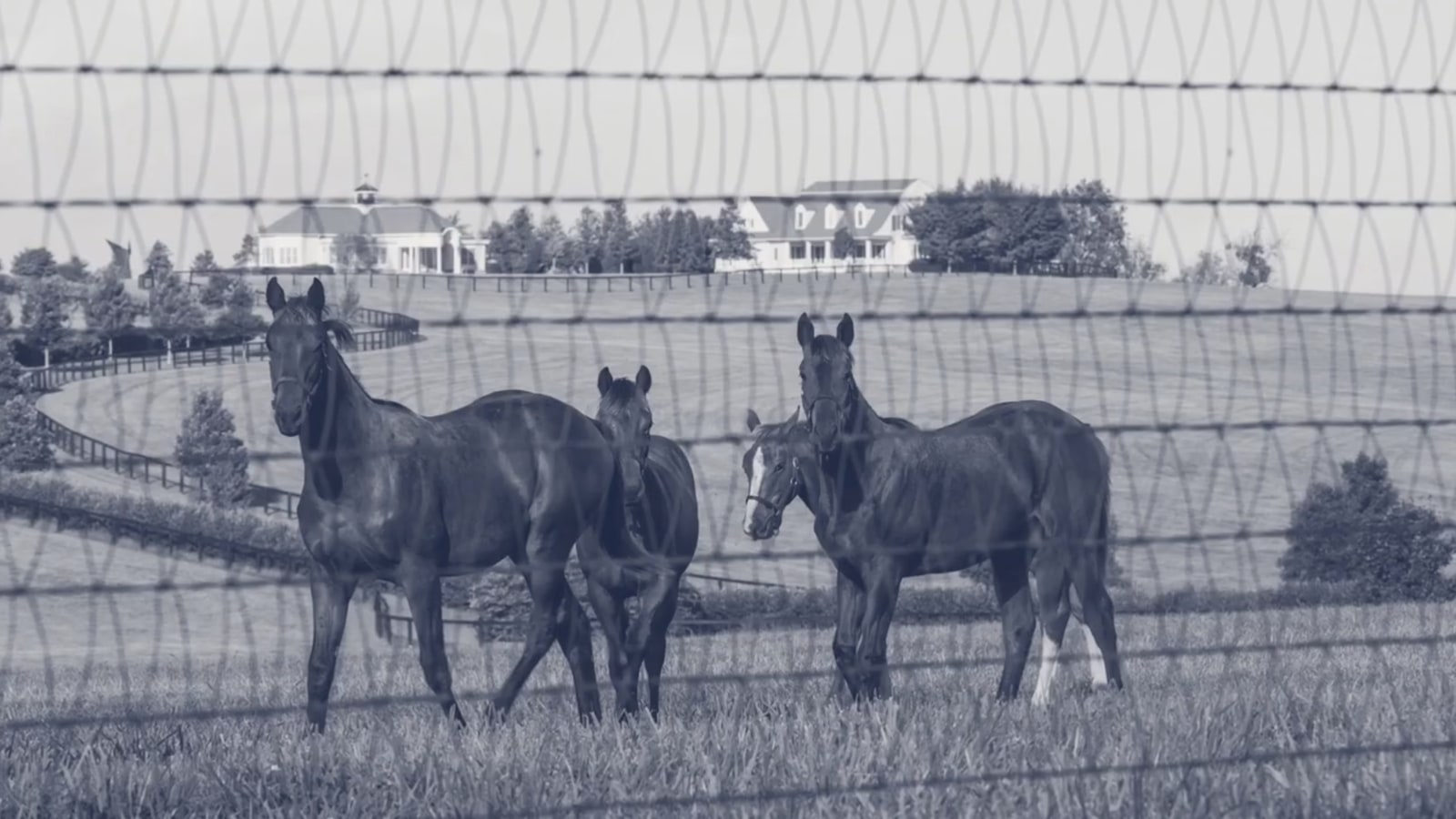 Horse mesh-equine mesh for horse property