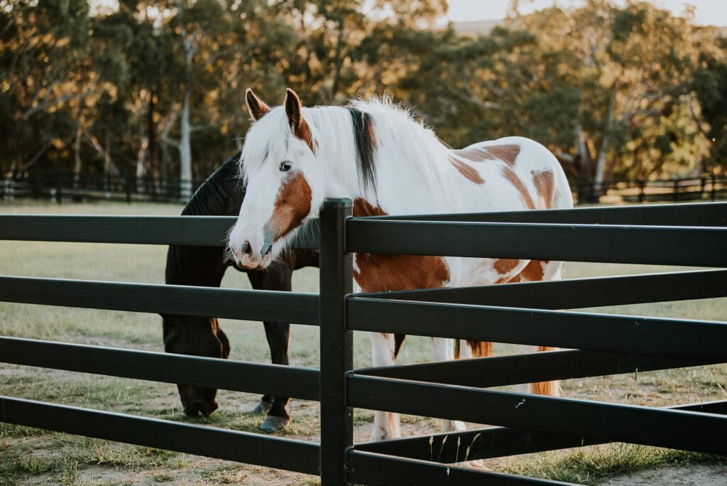 How to plan your horse fencing and avoid 6-12 months of delay.