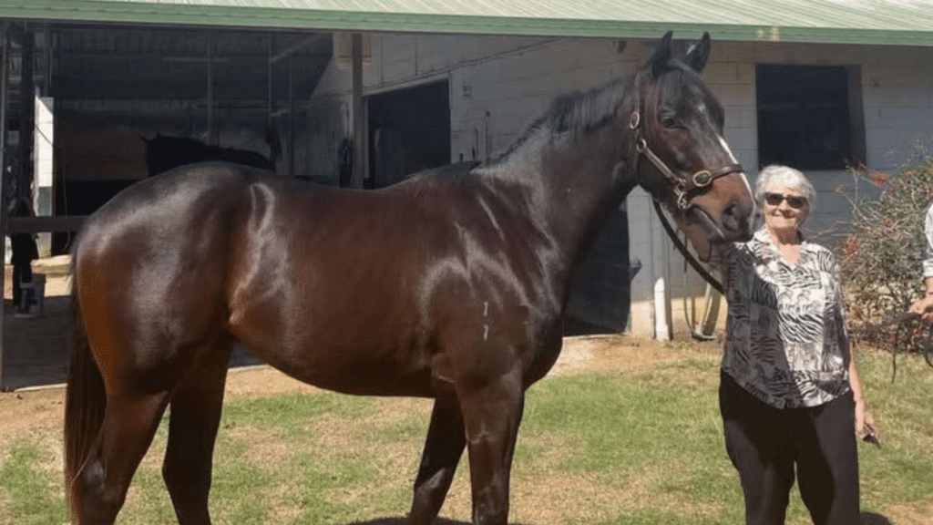 sheena avison - horse owner- brisbane