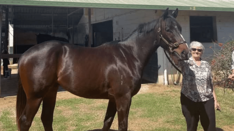 sheena avison - horse owner- brisbane