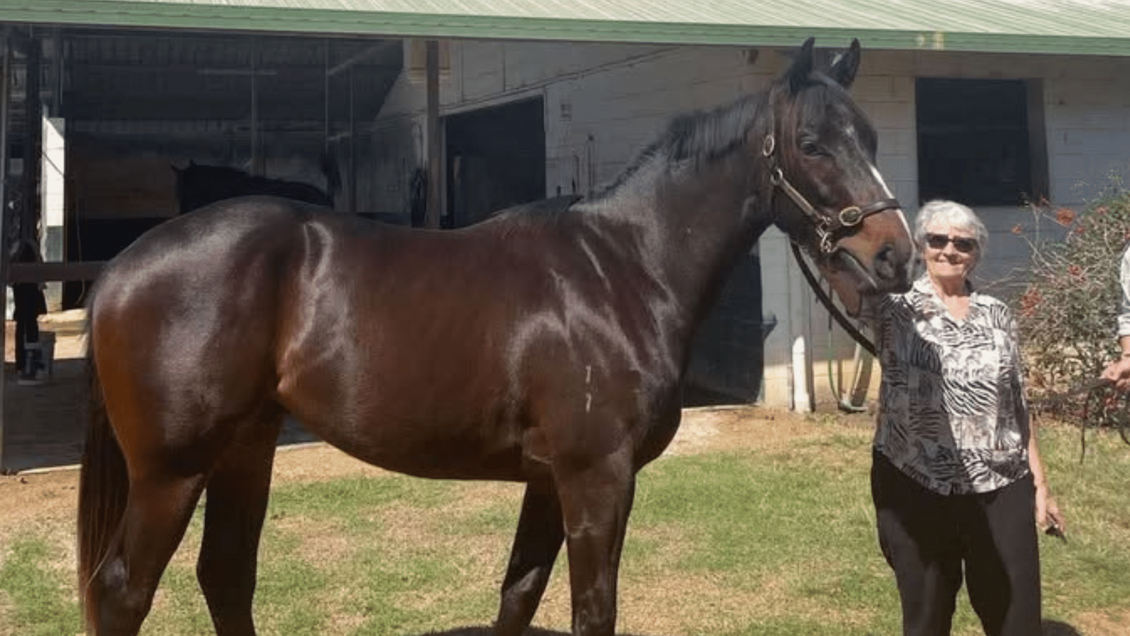 sheena avison - horse owner- brisbane
