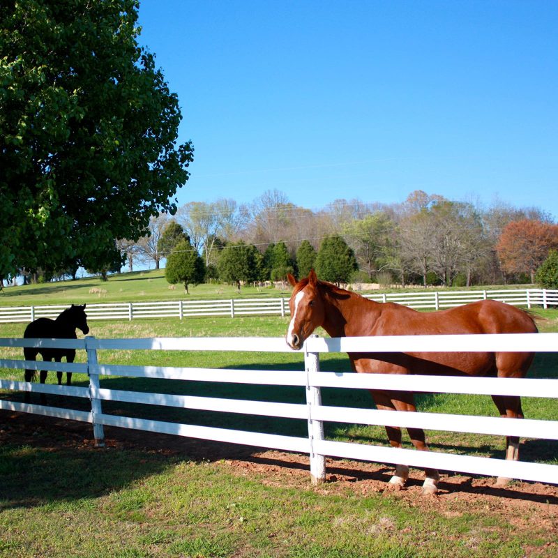 White Fence Around Horses - Stock and Noble